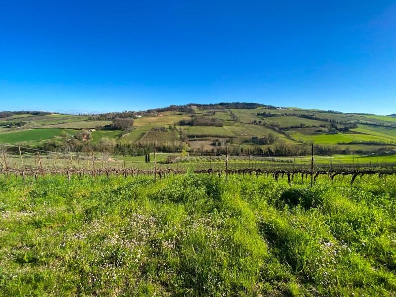 Vigneti lungo il Sentiero del Vino di Dozza